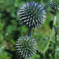 Echinops exaltatus (globe thistle)