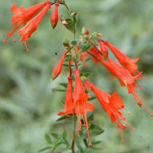 Epilobium 'Dublin' (zauschneria)