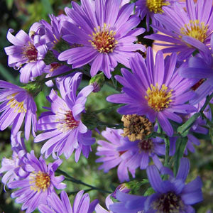 Erigeron speciosus 'Darkest Of All' (fleabane)