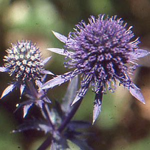 Eryngium planum (seaholly)