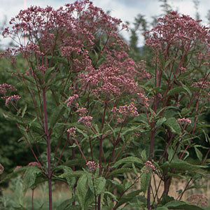 Eupatorium purpureum (joe pye weed)