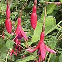 Fuchsia magellanica (hardy fuchsia)