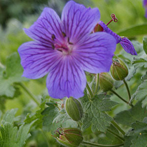 Geranium x magnificum (hardy geranium)