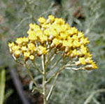 Helichrysum italicum (curry plant)