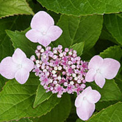 Hydrangea macrophylla 'Mariesii Perfecta'
