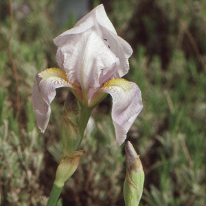 Iris germanica var. florentina (orris root)