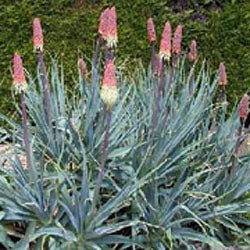 Kniphofia caulescens (poker plant)