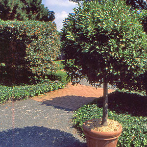 Laurus nobilis (bay laurel)