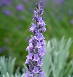 Lavandula x intermedia 'Sussex'