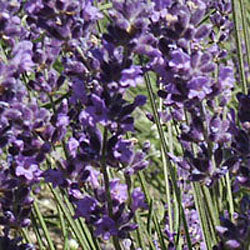 Lavandula angustifolia 'Betty's Blue' Lavender