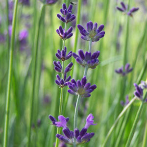 Lavandula angustifolia 'Bowles Early' Lavender