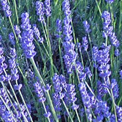 little lady lavender plants Hidcote English Lavender