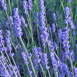 Lavandula angustifolia 'Hidcote' Lavender