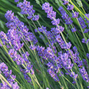 Lavandula angustifolia 'Loddon Blue'