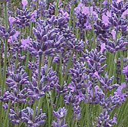 Lavandula angustifolia 'Premier' Lavender