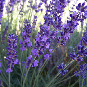 Lavandula angustifolia 'Royal Velvet' Lavender
