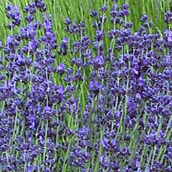 Lavandula angustifolia 'Buena Vista' (lavender 'Buena Vista')