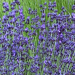 Lavandula angustifolia 'Buena Vista' lavender