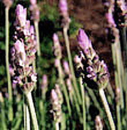 Lavandula dentata (French lavender)