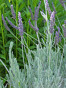 indoor lavender collection