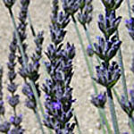 Lavandula x heterophylla (sweet lavender)