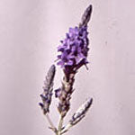 Lavandula multifida 'Fernleaf' Lavender