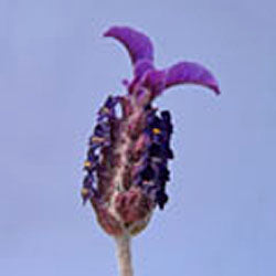 Lavandula stoechas ‘Curly Top’ (Spanish Lavender)