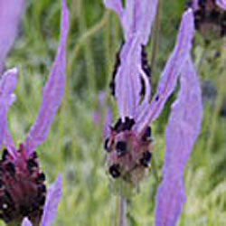 Lavandula stoechas 'Wings Of Night' (Spanish lavender)