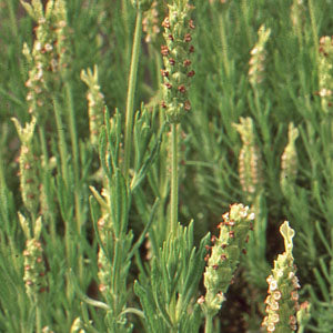 green lavender plant Green Lavender (Lavandula viridis)