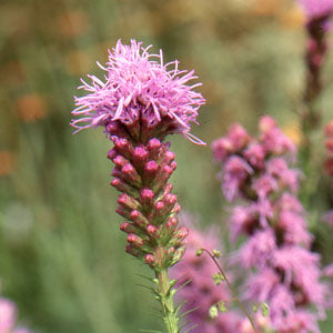 Liatris spicata (gayfeather)