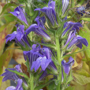 Lobelia siphilitica (great lobelia)