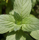 Mentha x piperita (peppermint)