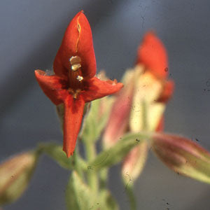 Mimulus cardinalis (monkey flower)