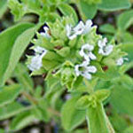 Origanum 'Kaliteri' (oregano 'Kaliteri')