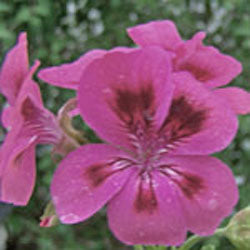 Pelargonium 'Brunswick' (scented geranium 'Brunswick')