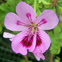 Pelargonium 'Copthorne' (scented geranium 'Copthorne')