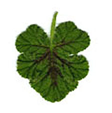 Pelargonium 'Endsleigh Oak' (oak leaf scented geranium)