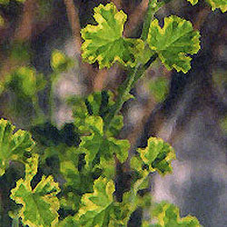 Pelargonium 'Golden Lemon Crispum' (lemon scented geranium)