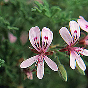 Pelargonium Graveolens Group (rose scented geranium)