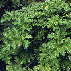 Pelargonium 'Peacock' (rose scented geranium)