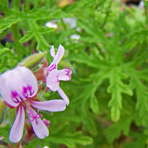 Pelargonium 'Staghorn Peppermint' (peppermint scented geranium)