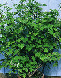 Pelargonium tomentosum (peppermint scented geranium)