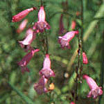 Penstemon 'Evelyn'