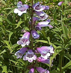 Penstemon 'Purple Passion'