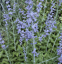 Perovskia atriplicifolia (Russian sage)