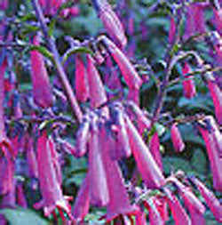 Phygelius 'Sensation' (cape fuchsia)