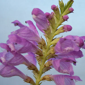 Physostegia virginiana ‘Vivid’