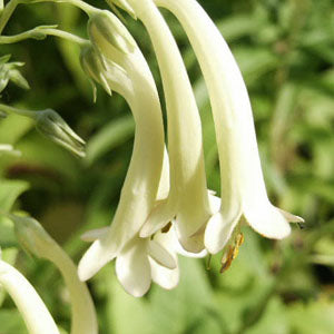 Phygelius aequalis 'Yellow Trumpet' (cape fuchsia)