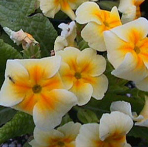 Primula vulgaris (common primrose)