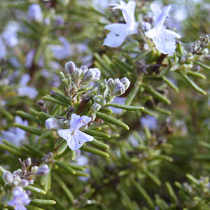 Rosmarinus officinalis 'Blue Boy' (Rosemary)